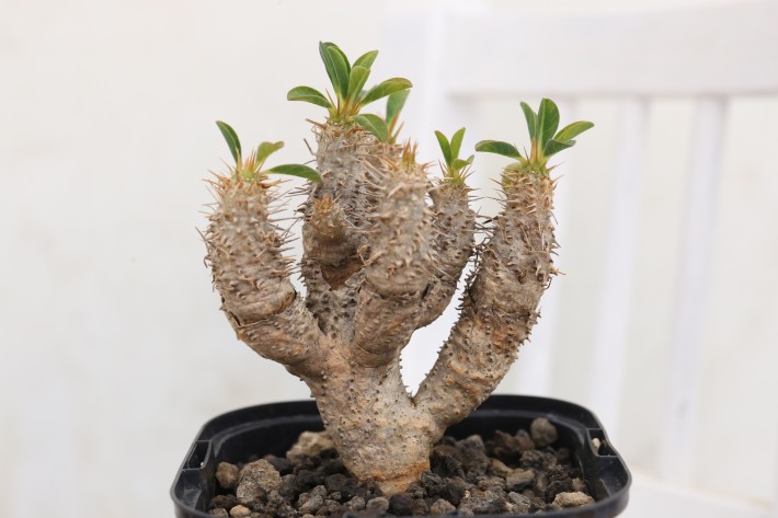 多肉植物