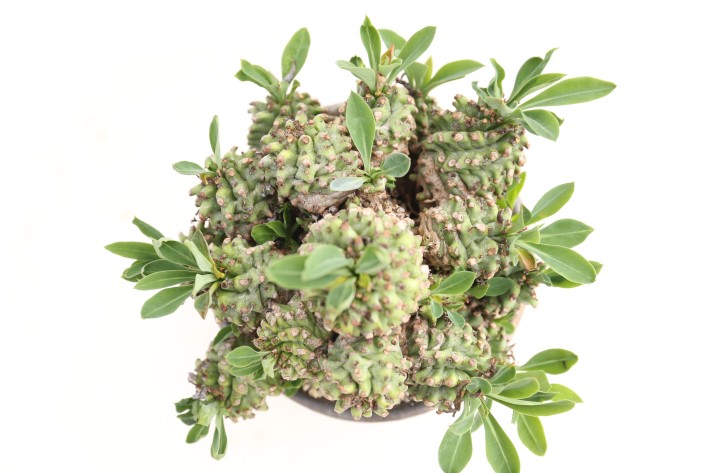 多肉植物