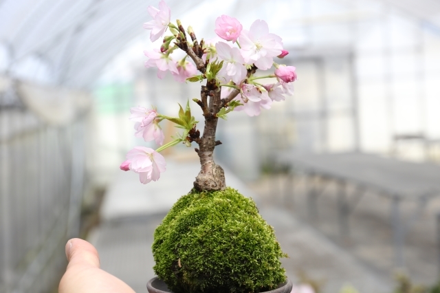 盆栽・サボテン・多肉植物の通販　生産販売専門店　浦部陽向園