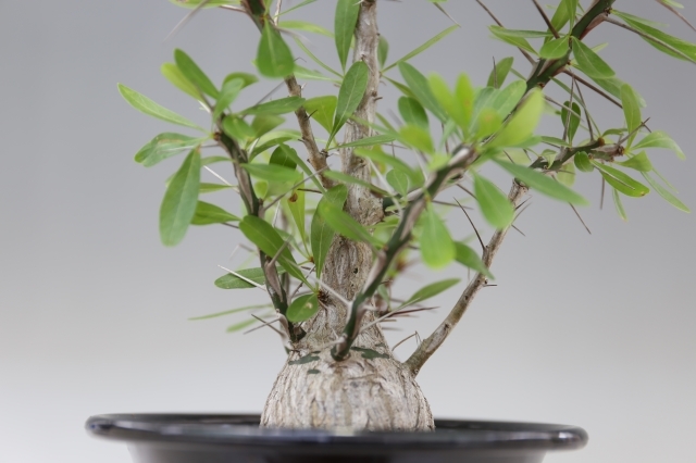 Fouquieria fasciculata A0051★コーデックス★「送料無料」浦部陽向園