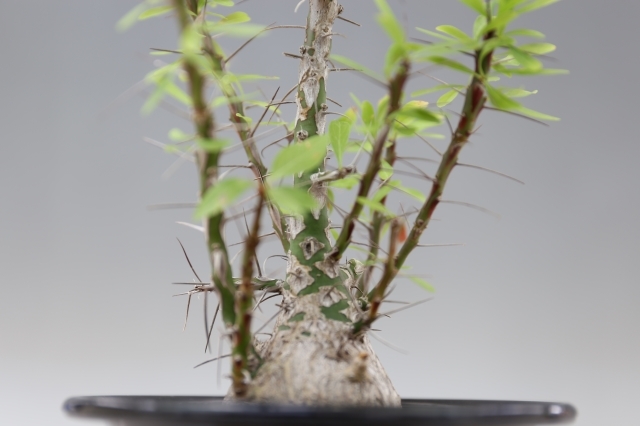 Fouquieria parpusii　A0052★コーデックス★「送料無料」浦部陽向園