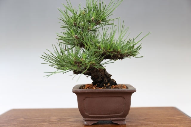 樹齢40年 三河黒松盆栽中品盆栽