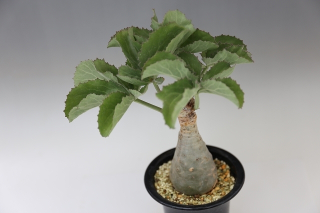 21 フラワー・ガーデニング キフォステンマ ベティフォルメ