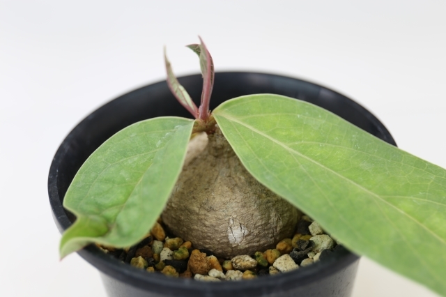 オバタ A0148☆アデニア コーデックス 多肉植物☆「送料無料