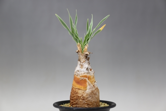 ブーファンディスティチャ ブーファンディスティチャ | STORES