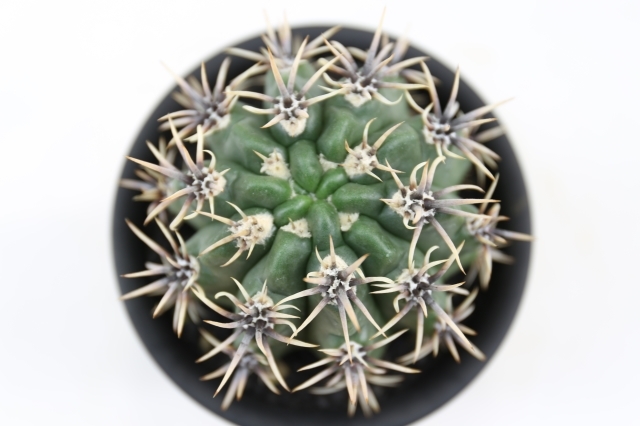 サボテン 盆栽 サボテン 多肉植物の生産販売専門店 浦部 陽向園