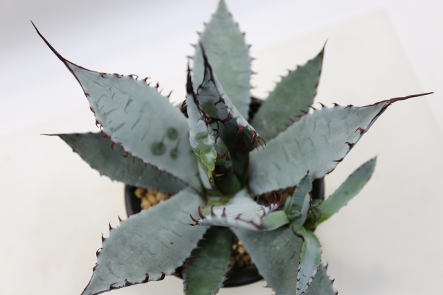 アガべ　屈原の舞扇　縞斑錦　　　　　　鉢のまま発送 アガベ agave 『屈原の舞扇縞斑』 発根済み | Lucky Summer Agave