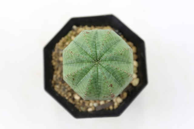 オベサ A0636☆ユーフォルビア 多肉植物☆浦部陽向園