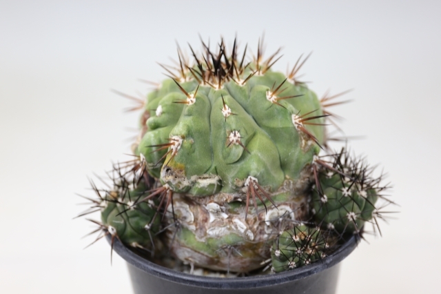 サボテン コピアポア 黒大丸 実生 Copiapoa cinerea【コピアポア・黒王丸・実生】 | RIMO'S GREEN