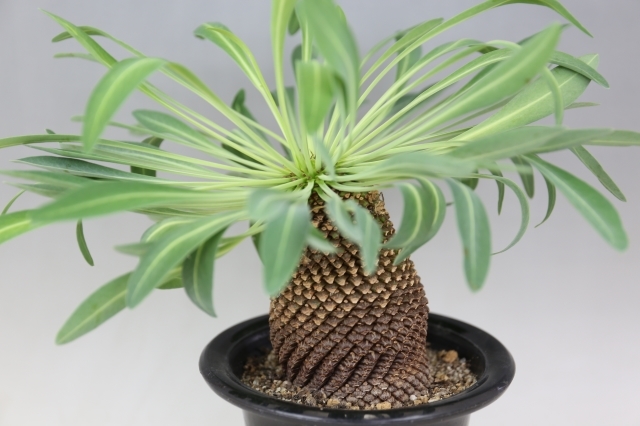 安曇野笹蟹鉄甲丸 A0812☆ユーフォルビア 多肉植物☆「送料無料」浦部