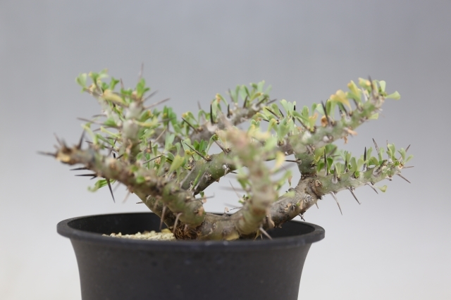 パターソニー A0819☆サルコカウロン コーデックス 多肉植物☆「送料