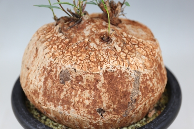 ボルシアーナ A0850☆イポメア コーデックス 多肉植物☆「送料