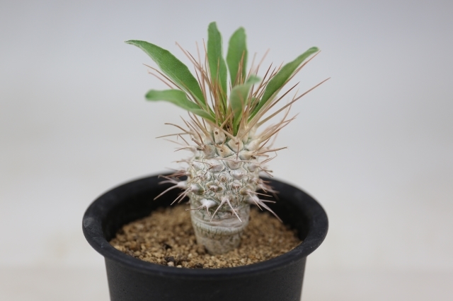 光堂 実生 A0881☆パキポディウム ナマクアナム 多肉植物☆「送料無料  