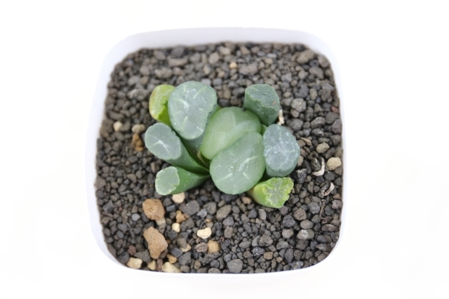 上品コーデはコレで安心！ 873/抽象画風/多肉植物/S4号 吹ける 絵画