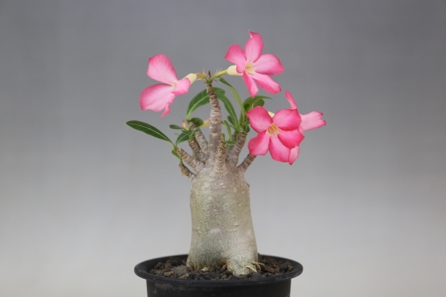 アラビカム A0895☆アデニウム コーデックス 多肉植物☆浦部陽向園