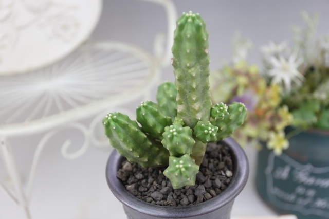桃太郎 A0921☆エキノケレウス サボテン ギフトにオススメ☆浦部陽向園