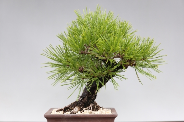 赤松 赤松盆栽 小品盆栽 小品盆栽：赤松（アカマツ）現品*あかまつAkamatsu | すべての