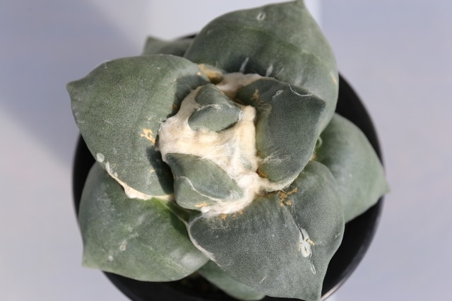 スーパー玉牡丹 接ぎ降ろし A1026 アリオカルプス 牡丹 サボテン 送料無料 浦部陽向園