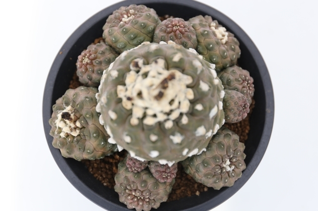 自根発根済コピアポアヒポガエア Copiapoa hypogaea【コピアポア・ヒポガエア・バルクテンシス