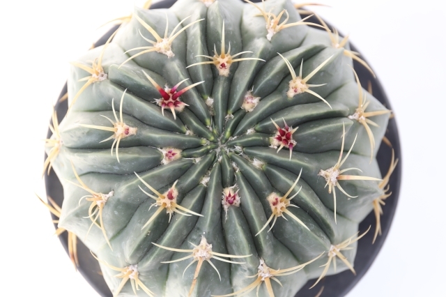 天城 実生 A1076☆フェロカクタス サボテン☆浦部陽向園