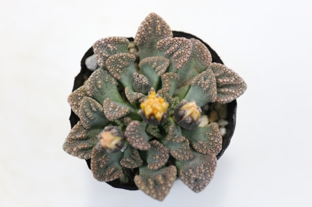 植物 サボテン 縮玉 紅花選別個体 Echinofossulocactus