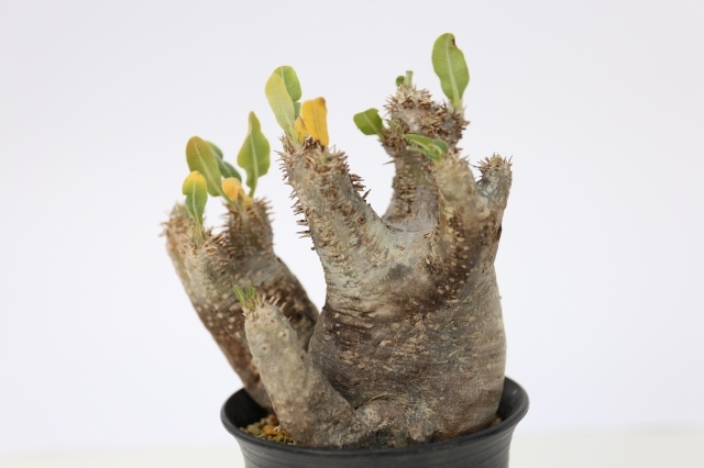 エニグマティクム　輸入球　A1128★パキポディウム　コーデックス　多肉植物★「送料無料」浦部陽向園