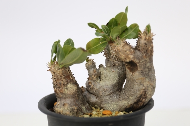 エニグマティクム　輸入球　A1129★パキポディウム　コーデックス　多肉植物★「送料無料」浦部陽向園