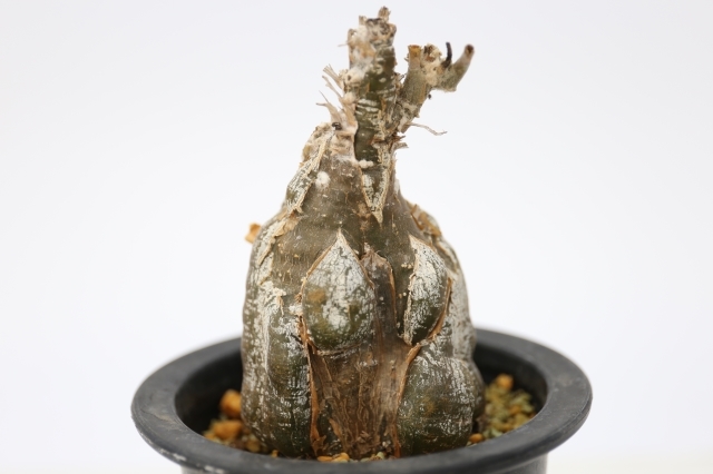 エキローサ　輸入球　A1138★ケファロペンタンドラ　コーデックス　多肉植物★「送料無料」浦部陽向園