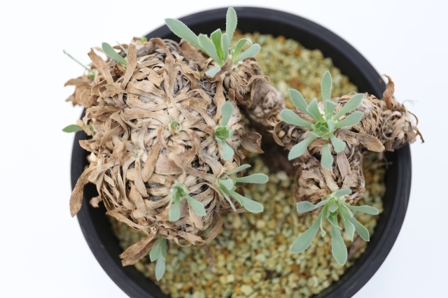レトロルサ　輸入球　A1142★オトンナ　コーデックス　多肉植物★「送料無料」浦部陽向園