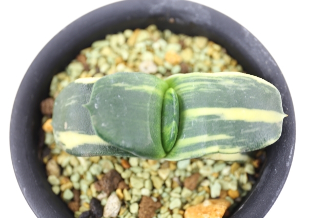 臥牛錦 A1151☆ガステリア 多肉植物☆「送料無料」浦部陽向園
