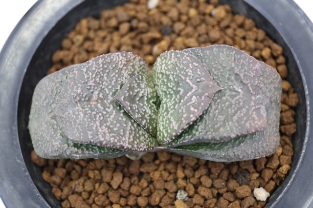 臥牛 パールtype A1159☆ガステリア 多肉植物☆「送料無料」浦部