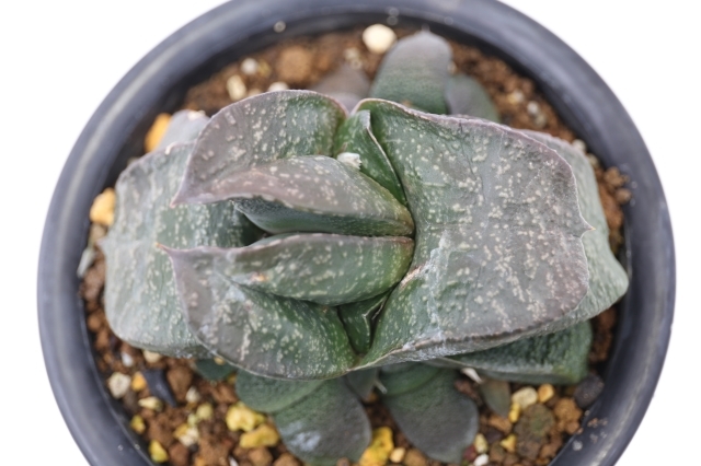 臥牛 パールtype A1160☆ガステリア 多肉植物☆「送料無料」浦部