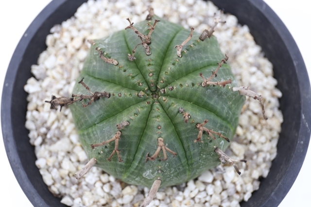 スーパーバリダ A1163☆ユーフォルビア 多肉植物☆「送料無料」浦部陽向園