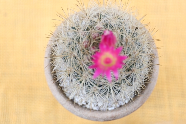 エメラルド　実生　当店オリジナル鉢入り　A1208★ノトカクタス　サボテン　ギフトにオススメ★浦部陽向園