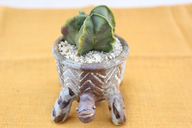 ランポー　実生　当店オリジナル鉢入り　A1209★アストロフィツム　サボテン　ギフトにオススメ★浦部陽向園