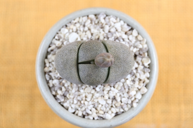 帝玉　実生　当店オリジナル鉢入り　A1213★プレイオスピロス　メセン　多肉植物　ギフトにオススメ★浦部陽向園