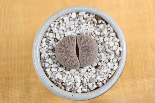 紫勲玉　実生　当店オリジナル鉢入り　A1214★リトープス　メセン　多肉植物　ギフトにオススメ★浦部陽向園