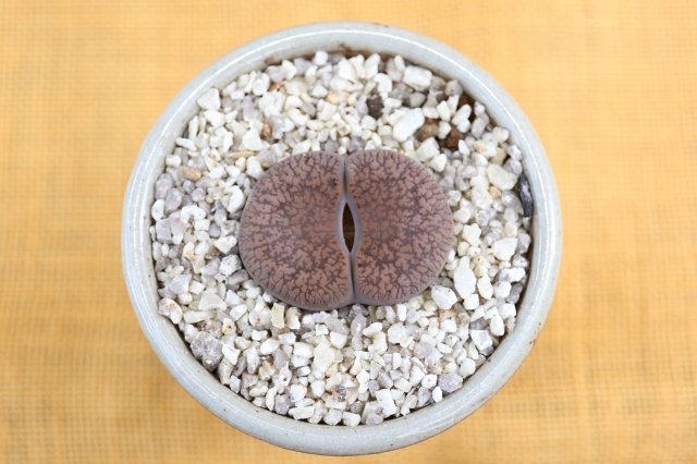 観葉植物 多肉植物 メセン リトープス 紅日輪玉 五大力とはまだ