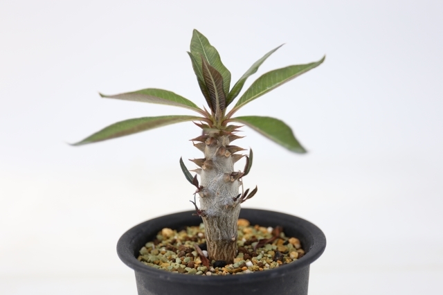 バロニー 実生 A1256☆パキポディウム コーデックス 多肉植物