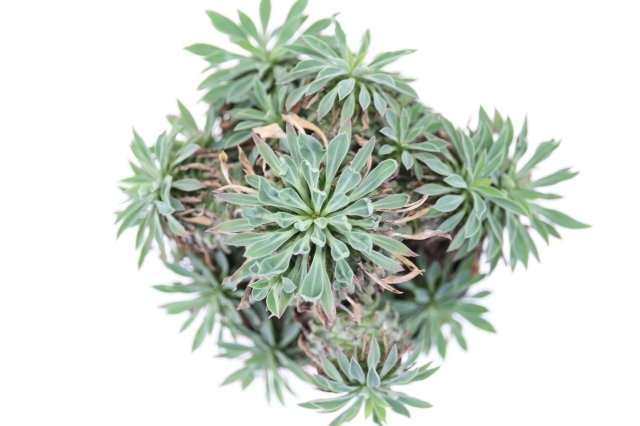 親株 ユーフォルビア 安曇野鉄甲 ユーフォルビア 安曇野鉄甲 Euphorbia hyb.'AzuminoTekkou