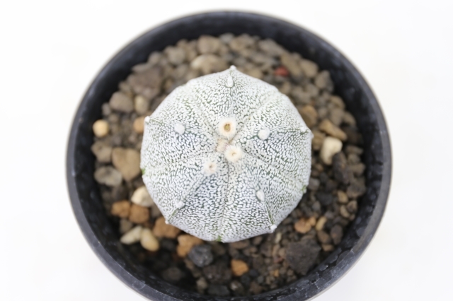 兜丸 サボテン 販売 兜丸 サボテン 販売