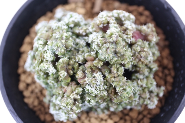 長城丸モンスト A1352☆ツルビニカルプス サボテン☆浦部陽向園