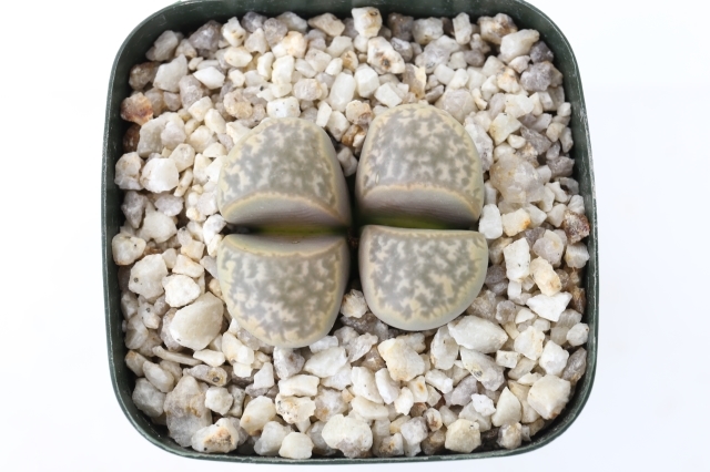 専用❤️速達付き同梱-200円多肉植物 リトープス 朝貢玉 鉢のまま