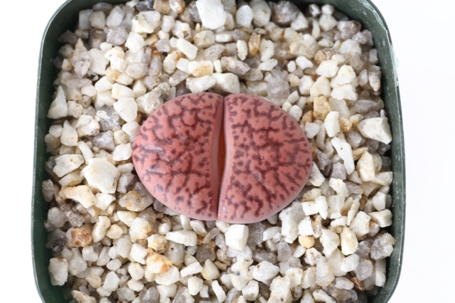 グラウディーナエ A1391☆リトープス メセン 多肉植物 数量もの☆浦部