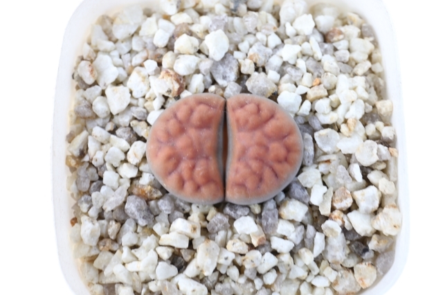 生きた宝石 神秘の植物 リトープス