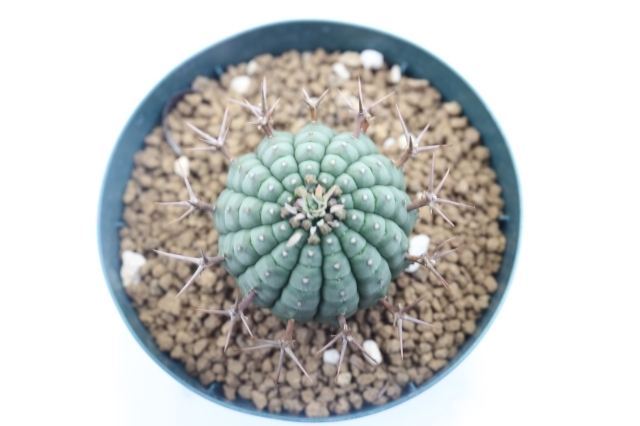 isla del pescado - Euphorbia stellispina-群星冠