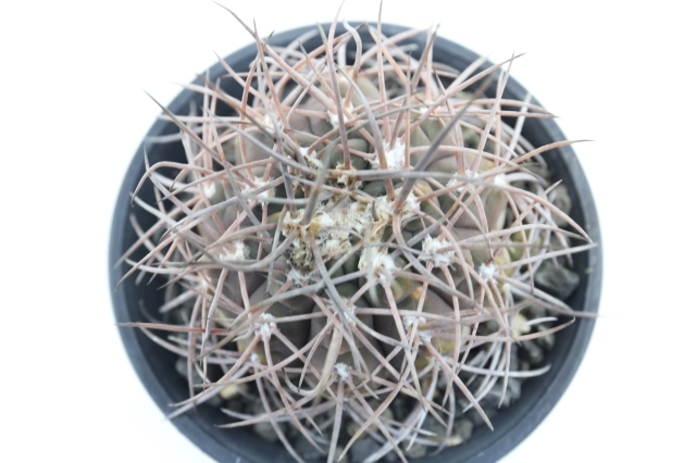 サボテン　天平丸 天平丸 A1633☆ギムノカリキウム サボテン☆浦部陽向園