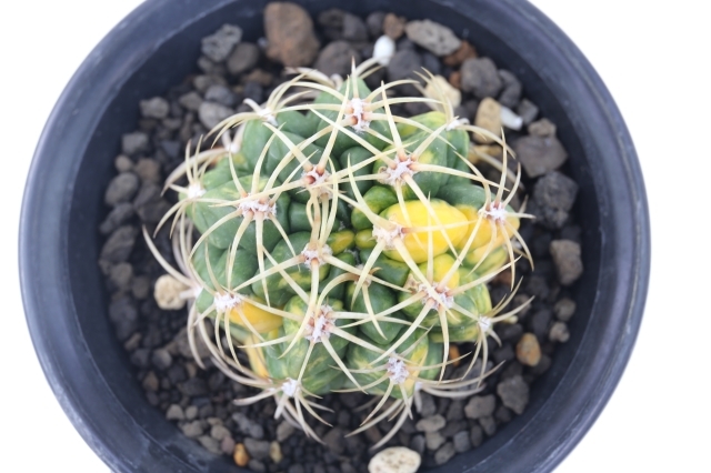 金碧錦 実生 A1639☆ギムノカリキウム サボテン☆「送料無料