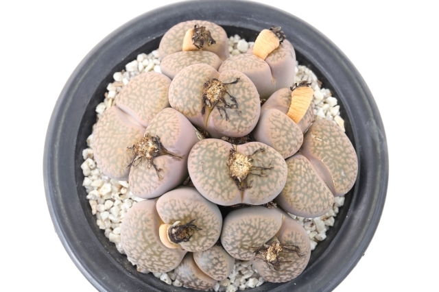 雀卵玉 実生群生type A1650☆リトープス メセン 多肉植物