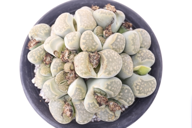 土なしS1、4、91、96、99　20品種入り　多肉植物リトープス　抜き苗 リトープス 多肉植物 群生 土なしS1、4、91、96、99 20品種入り 多肉植物